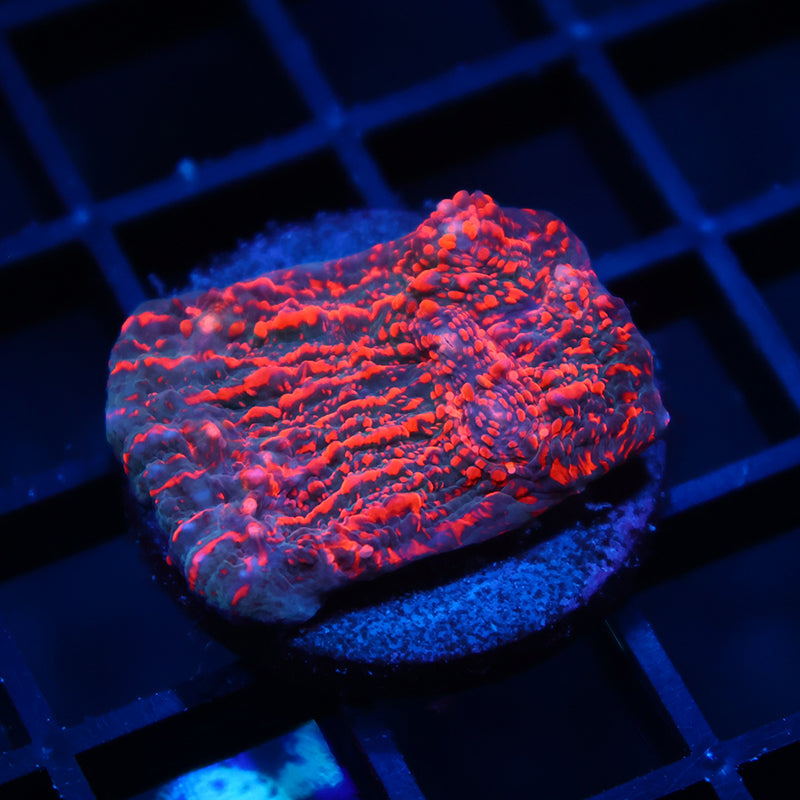 WWC Cherry Garcia Chalice