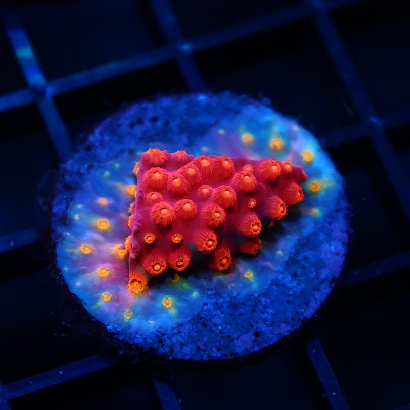 TCK Abstract Rainbow Cyphastrea
