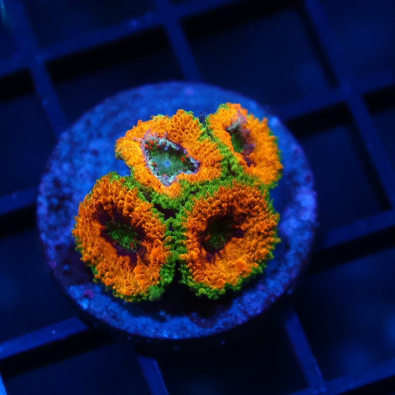 TCK OG Mardi Gras Acans