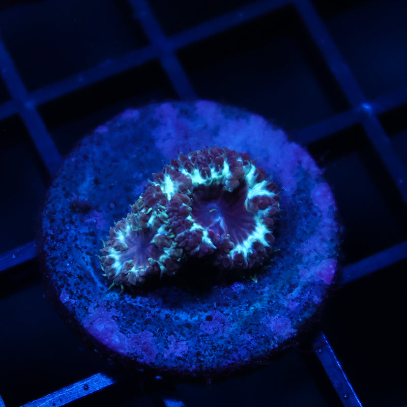 TCK Purple Blasto