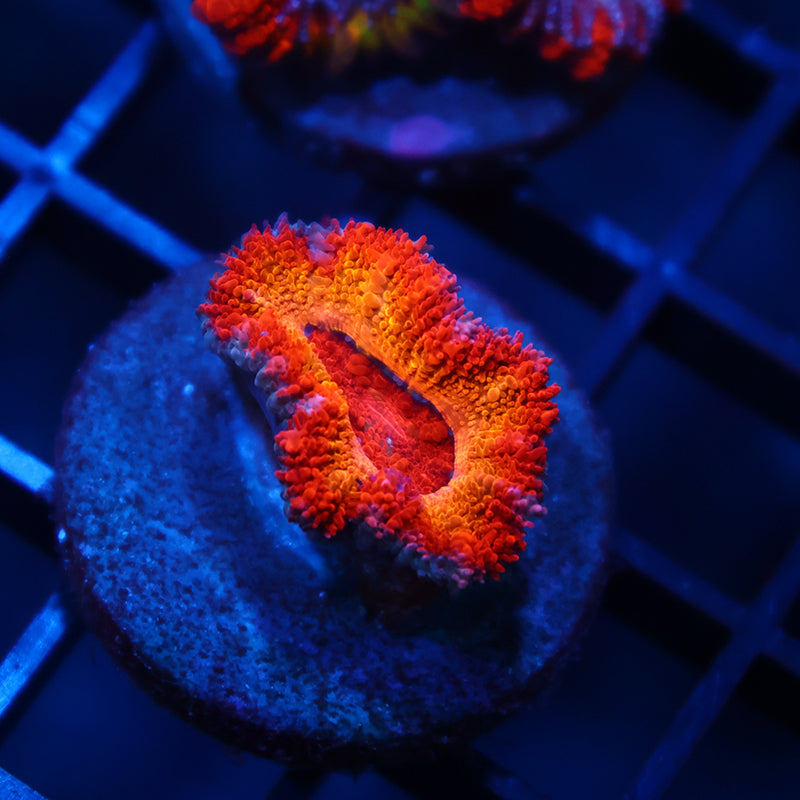 TCK Sunrise Acan