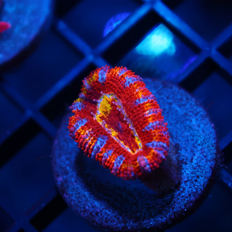 TCK Crazy Rainbow Acan