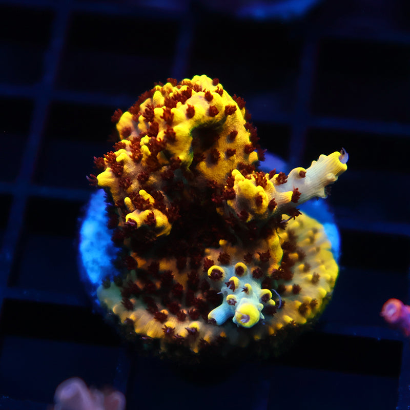 TCK Pikachu Chunk