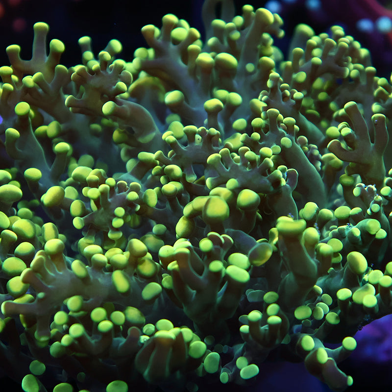 TCK Lemon Lime Branch Frogspawn