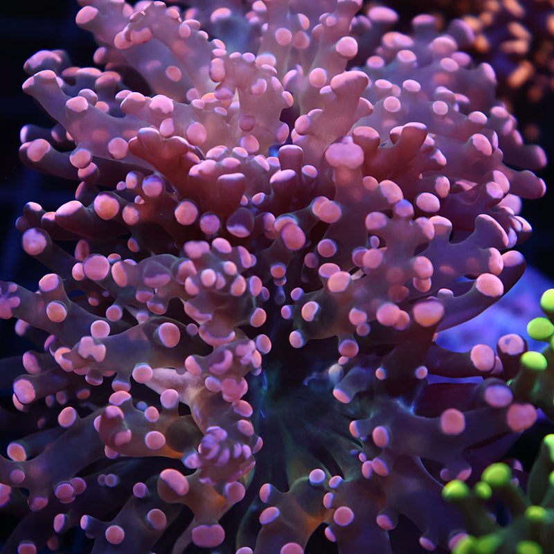 TCK Branching Peach Frogspawn