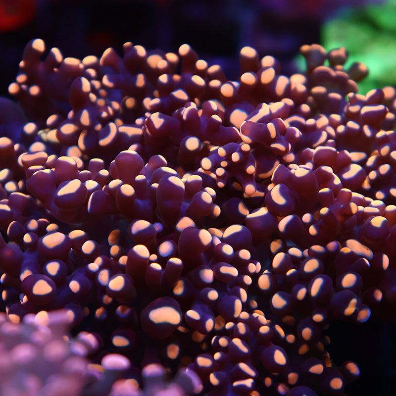 TCK Branching Bean Bag Gold Frogspawn