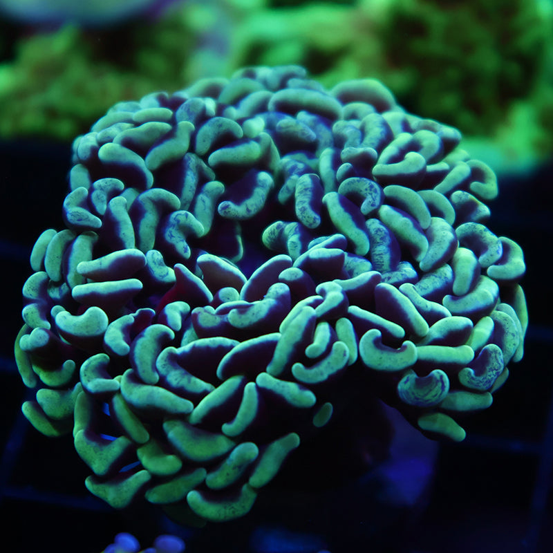 TCK Darwin Branching Green Hammer