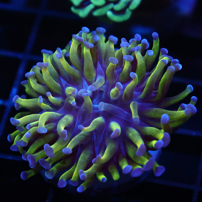 TCK Branching Green and Purple Hammer