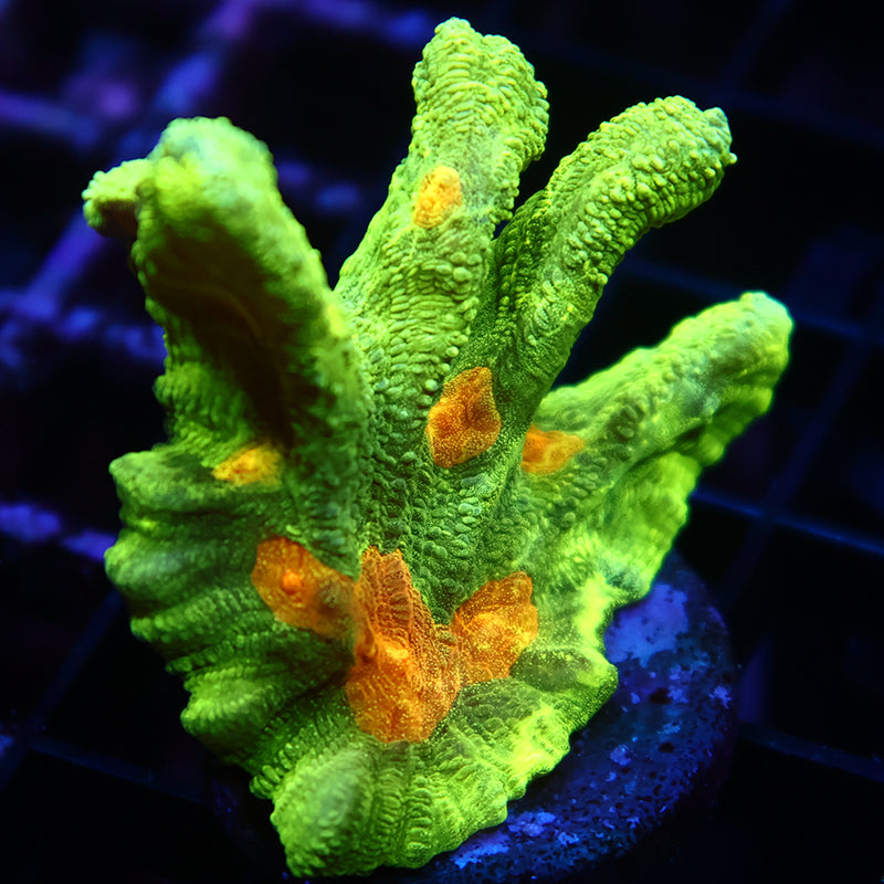 Space Invader Pectinia