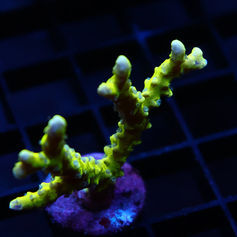 Green Goblin Anacropora