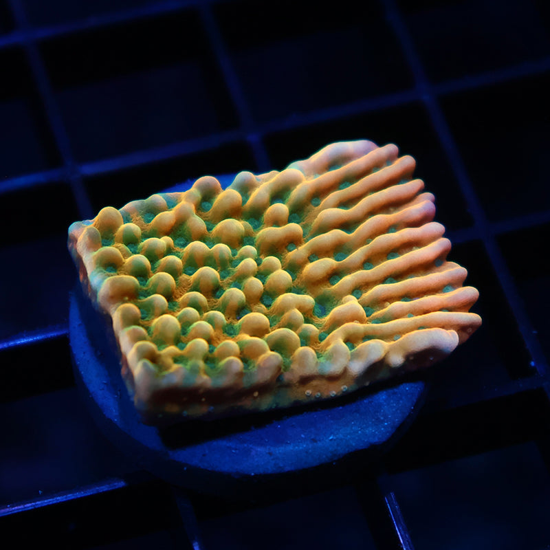 WWC Kung Pao Monti