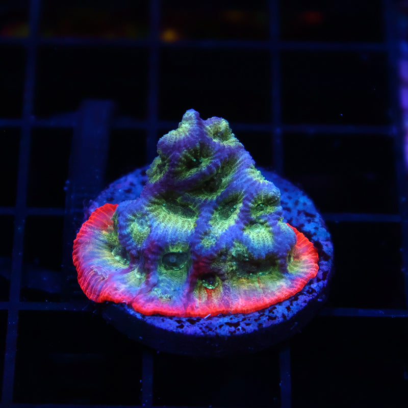 JF Dayglo Favia