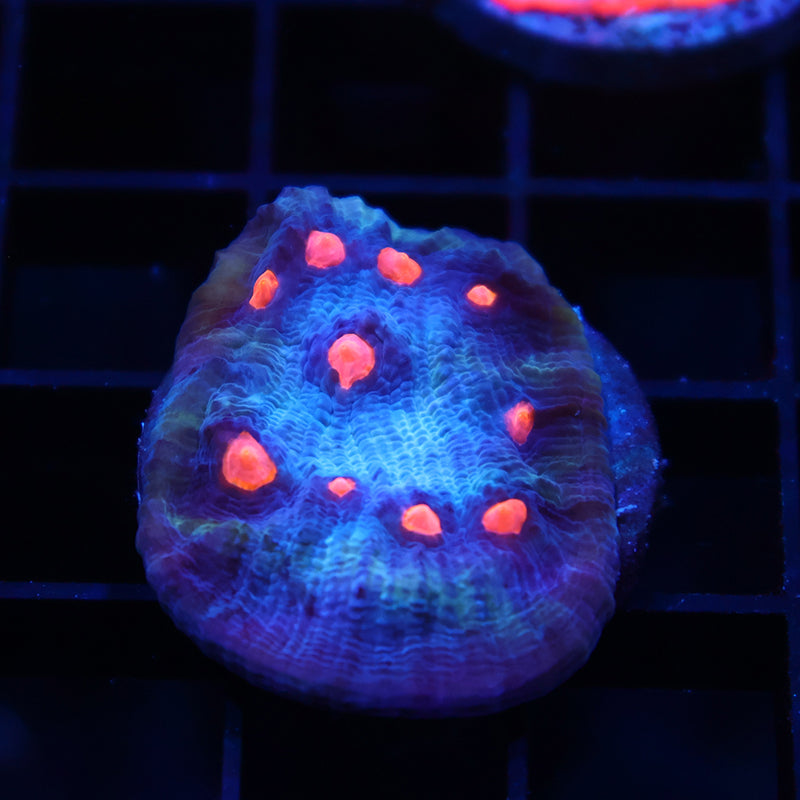 TCK Candy Eye Chalice