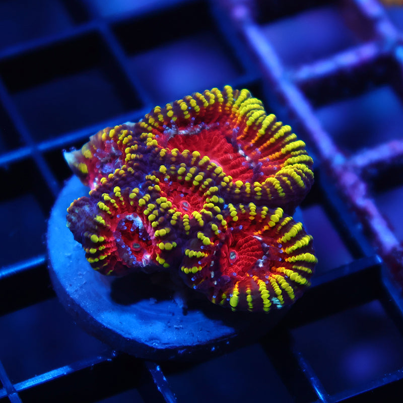 Mayan Sun Favia