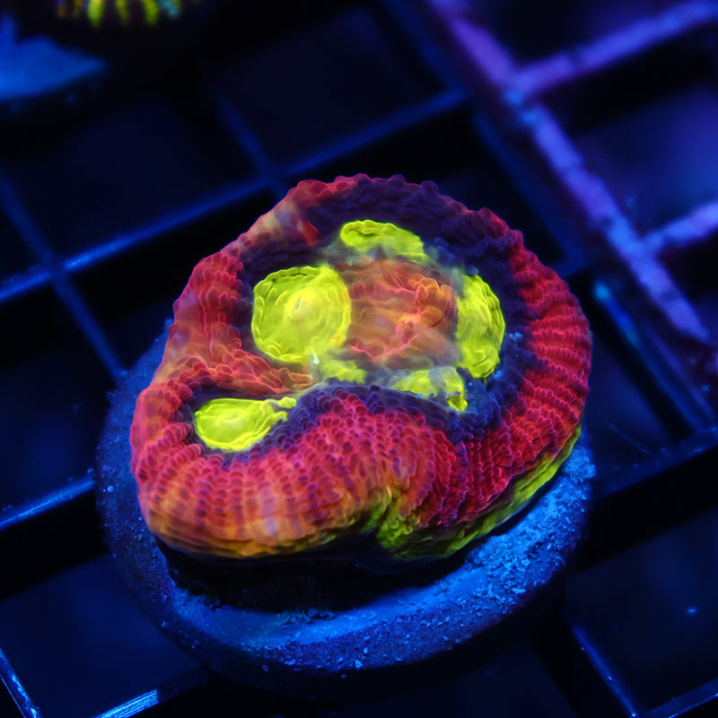 TCK Dragon Soul Favia