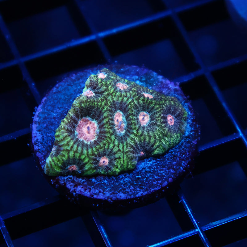 TCK Sparkly Green Favia