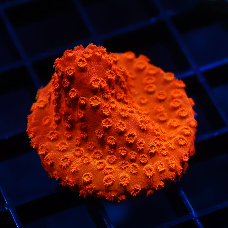 TCK Tangerine Cyphastrea