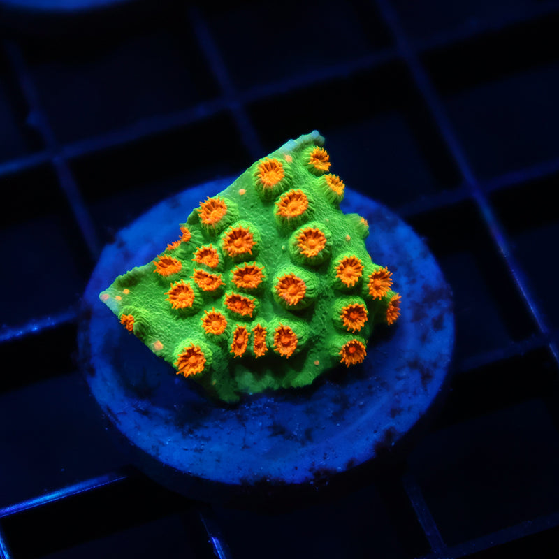 TCK Reptar Cyphastrea