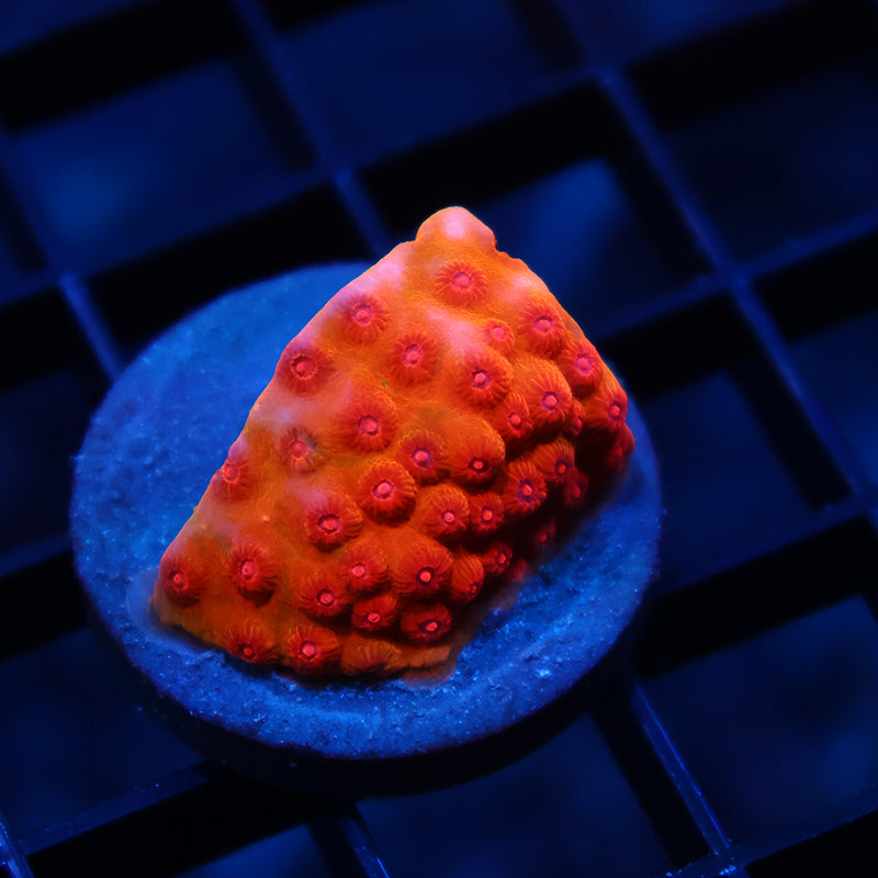WWC Defcon Cyphastrea