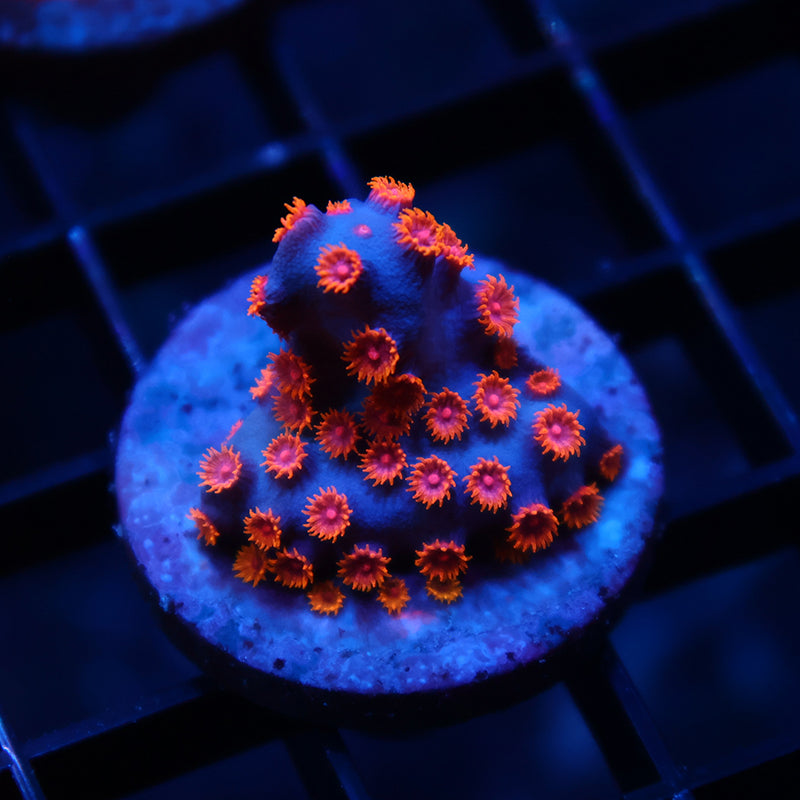 TCK Pink Polyp Cyphastrea