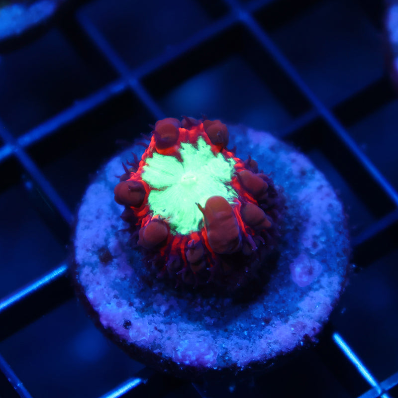 ARC Black Cherry Blastos