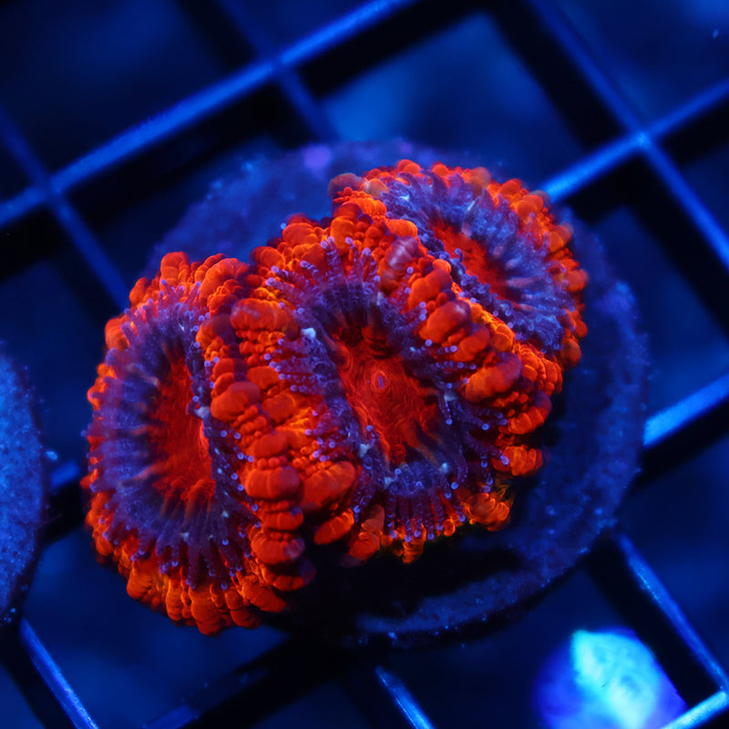 TCK Fluffy Acans
