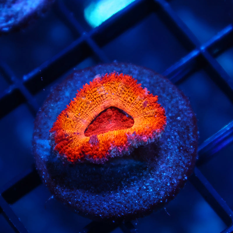 TCK Sunrise Acan