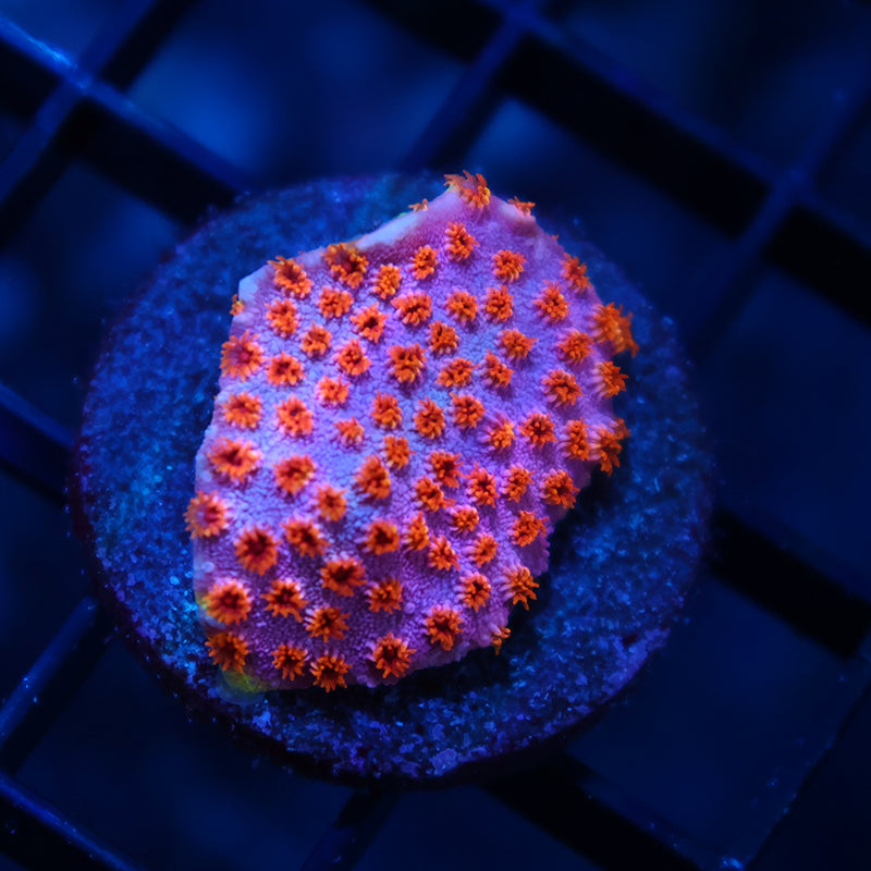 Skittles Bomb Cyphastrea