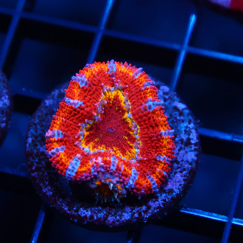 TCK Crazy Rainbow Acan