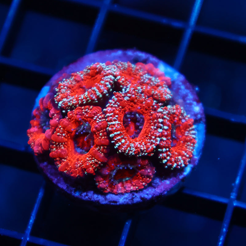 TCK Glitter Acan