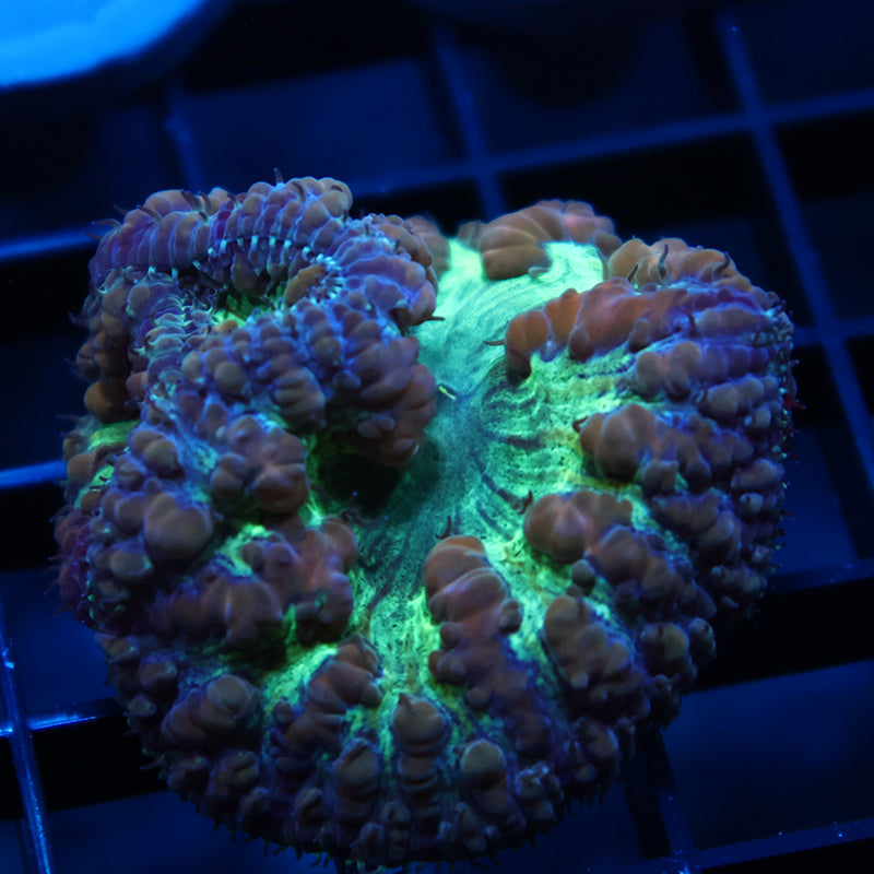 TCK Big Polyp Green Blasto