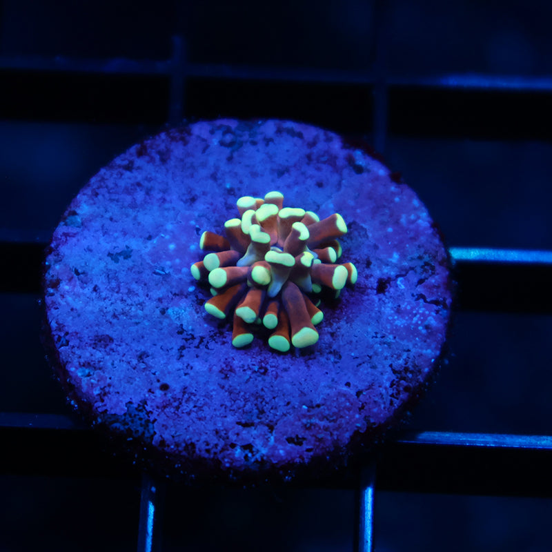 TCK Tank Spawned Light Bulb Torch