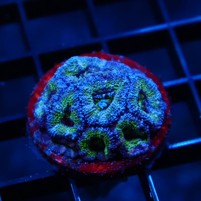 TCK Green Acan