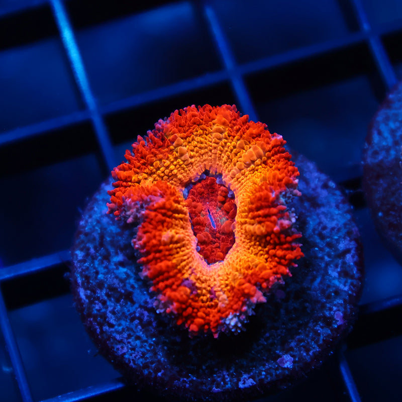 TCK Sunrise Acan