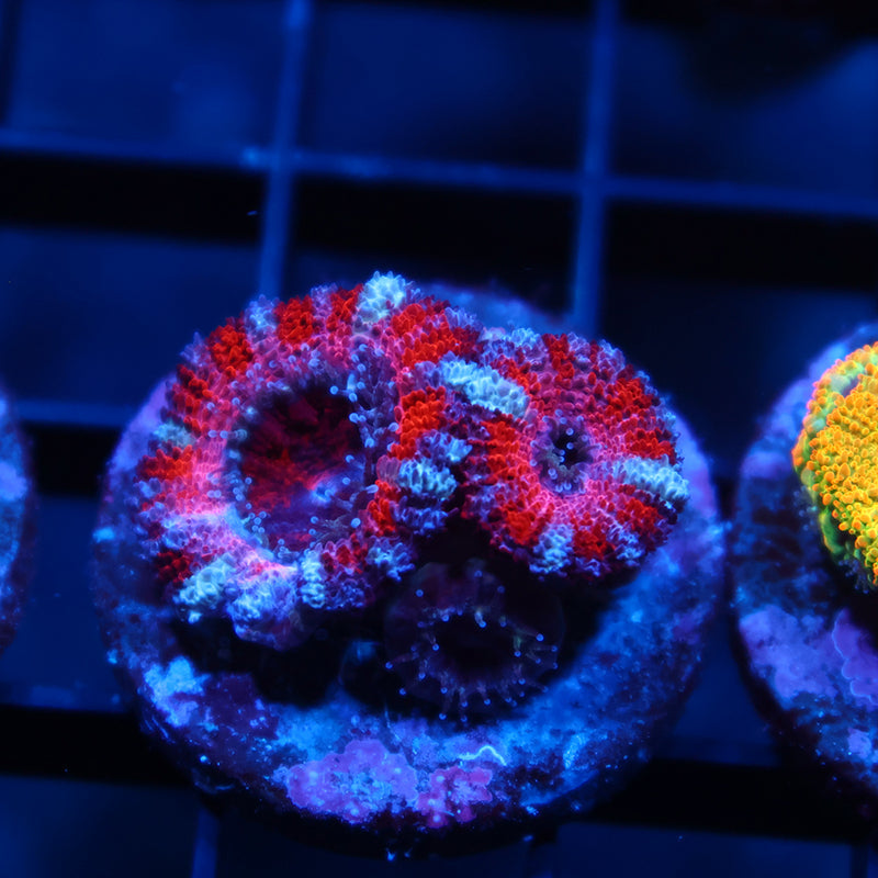 ARC Pink Dreams Acans