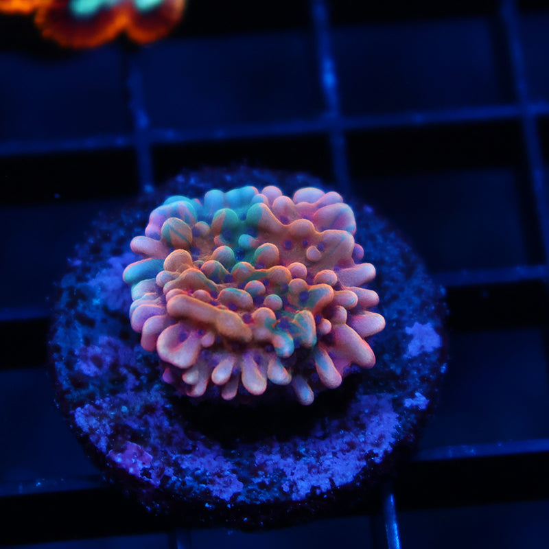 TCK Grafted Slowburn Monti