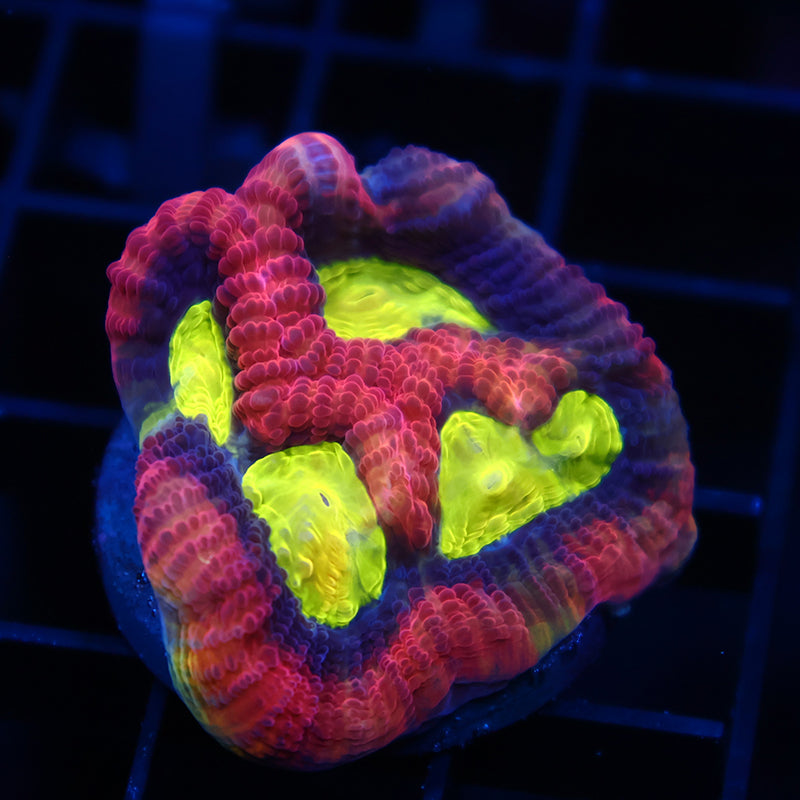 TCK Large Polyp Dragon Soul Favia