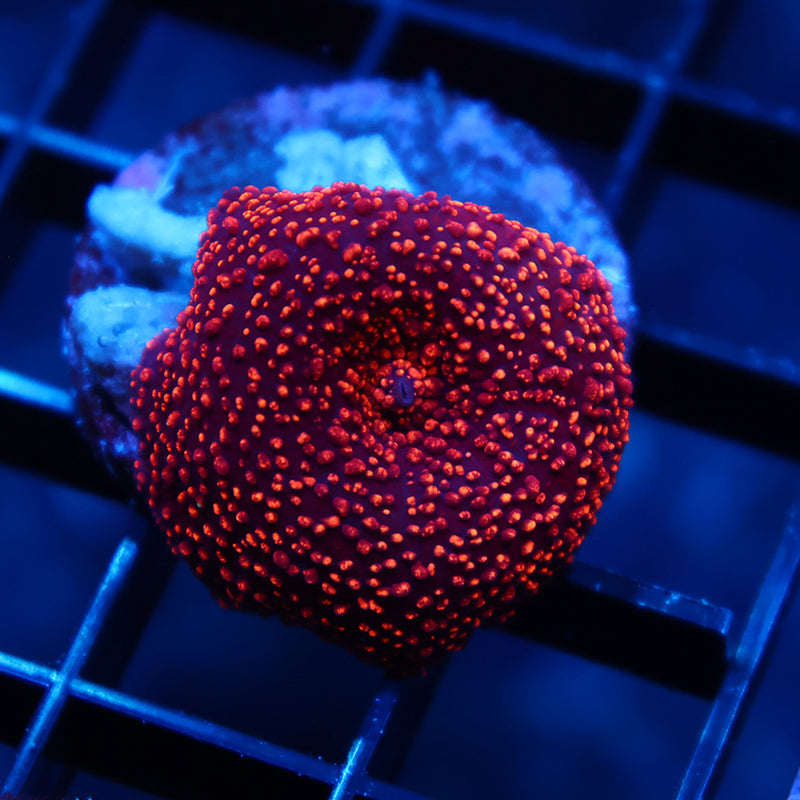 TCK Interstellar Mushroom