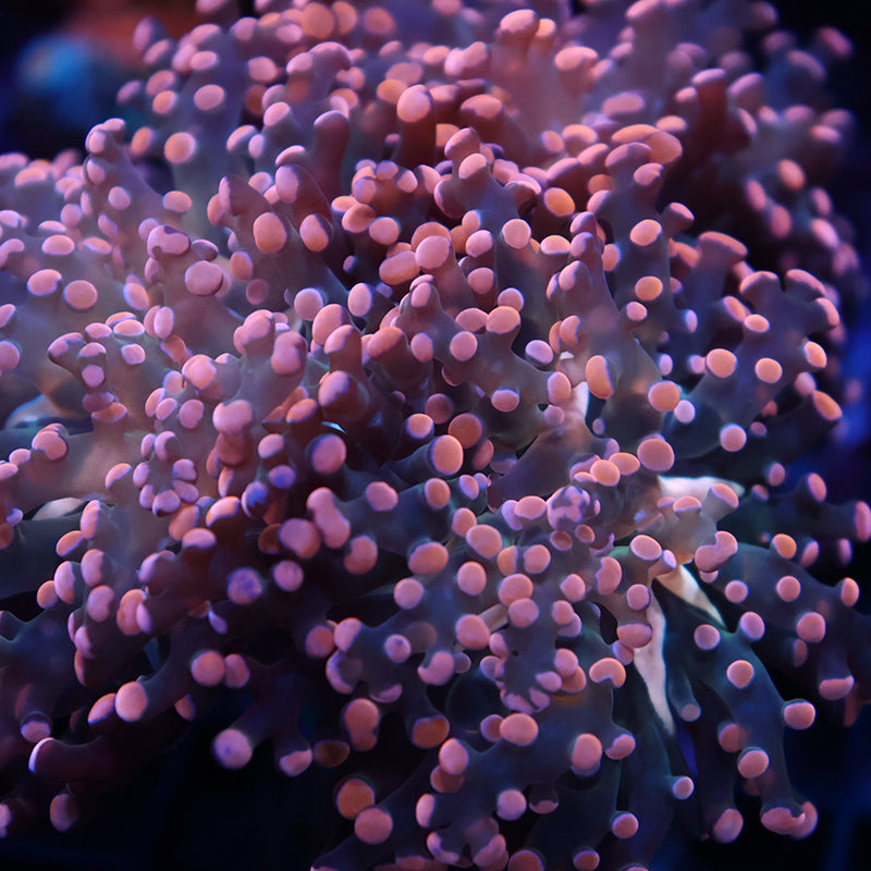 TCK Branching Peach Frogspawn