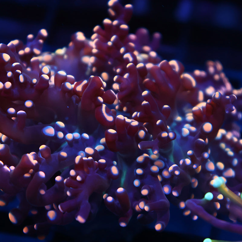 TCK Branching Gold Beanbag Frogspawn