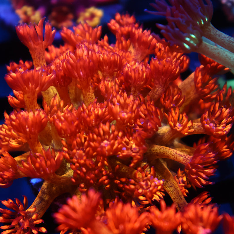 UC Amazeballs Goni Mini Colony