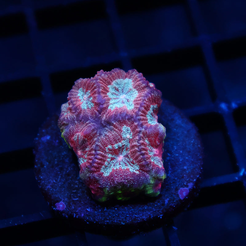 TCK Bejeweled Favia