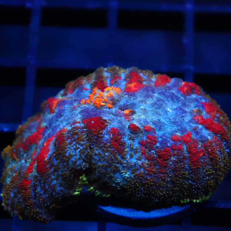 TCK Rainbow Rhodactis