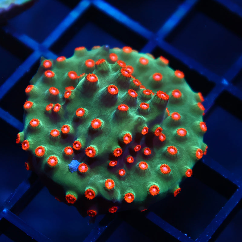 WWC Jingle Bells Cyphastrea
