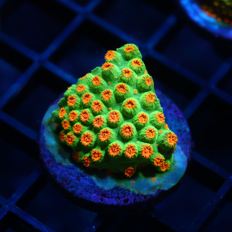 TCK Reptar Cyphastrea