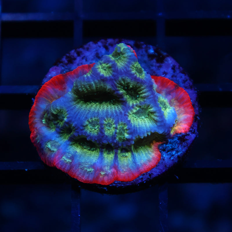 JF Dayglo Favia Blue Side