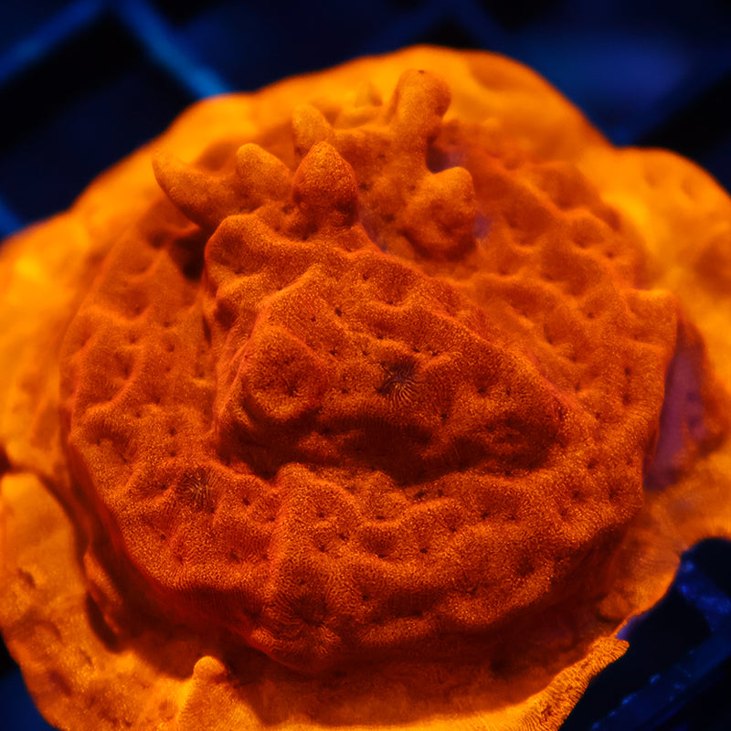 Bright Orange Leptoseris