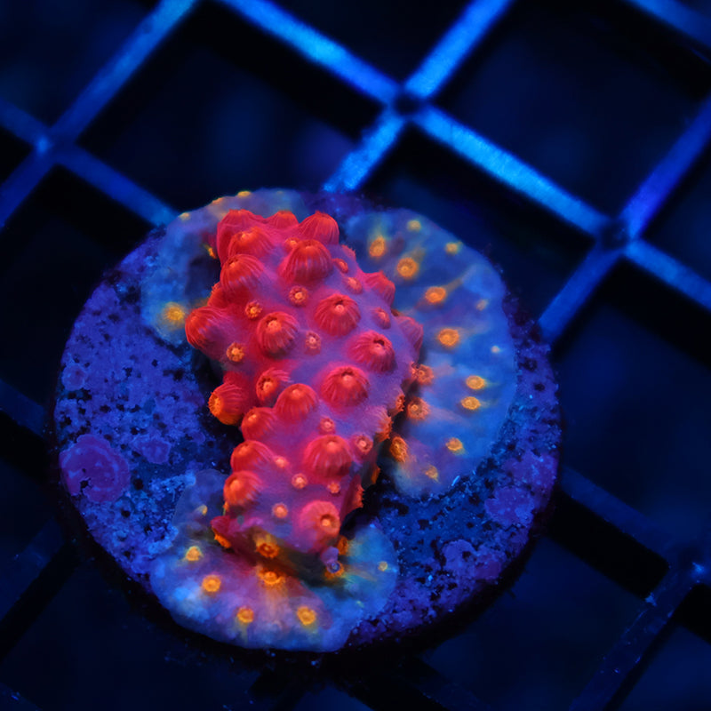TCK Insane Rainbow Abstract Cyphastrea