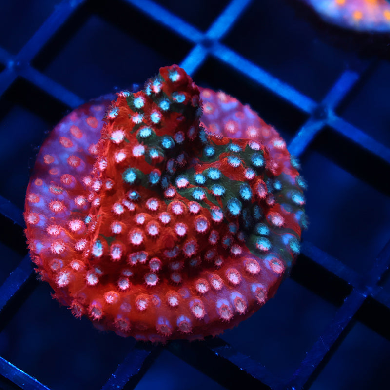 JF Fender Bender Cyphastrea