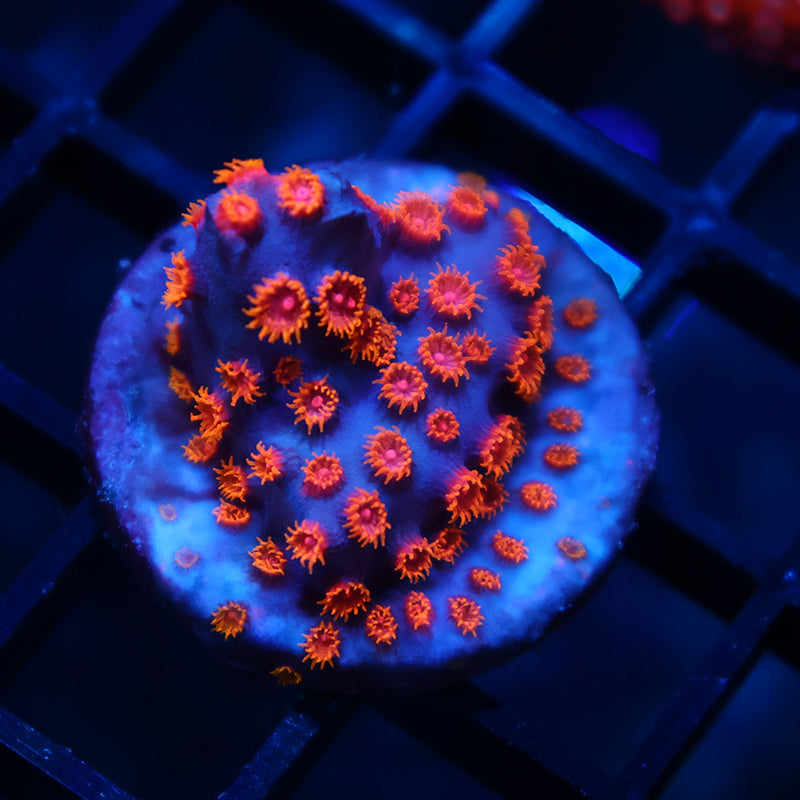 TCK Pink Polyp Cyphastrea